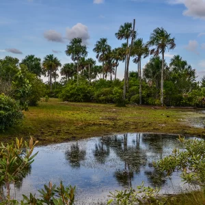 Palmas de moriche caracteristicas de la region del Vichada Colombia